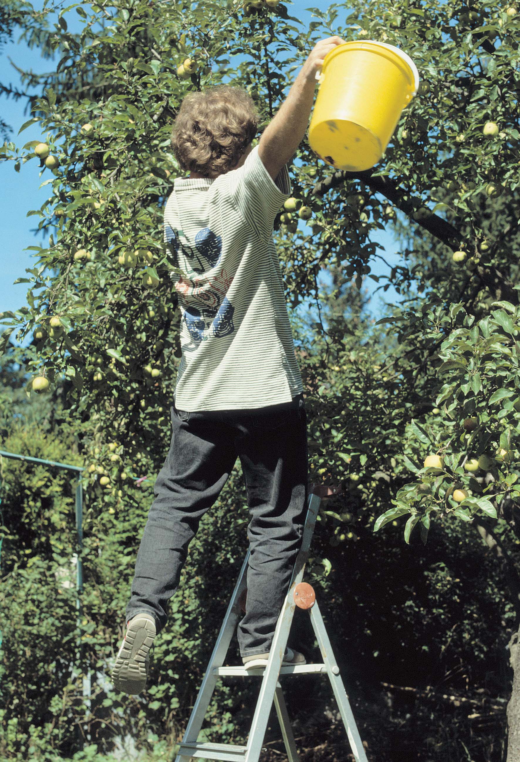 Obstpflücker auf Leiter kippelt